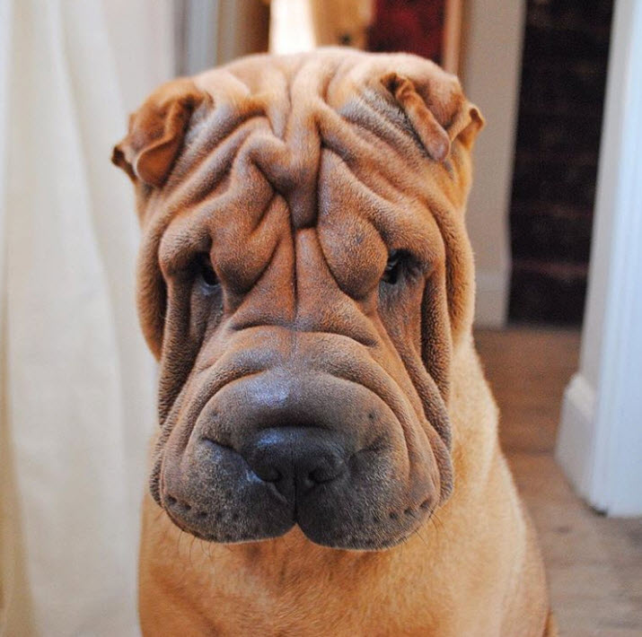 Illustration de l'article : 17 photos de chiens Shar-Pei prouvant qu'une peau plissée peut être la plus jolie des choses